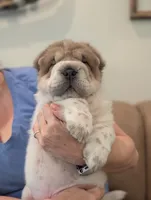 Duloxatine , a male Chinese Shar-Pei for sale in Clarksville, TN – 2 of 4