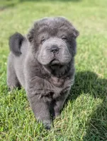 Cymbalta , a male Chinese Shar-Pei for sale in Clarksville, TN – 2 of 4