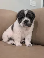 Bupropion , a male Chinese Shar-Pei for sale in Clarksville, TN – 2 of 5