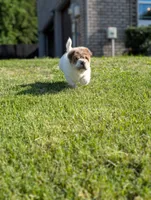 Duloxatine , a male Chinese Shar-Pei for sale in Clarksville, TN – 4 of 4