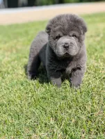Cymbalta , a male Chinese Shar-Pei for sale in Clarksville, TN – 4 of 4