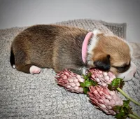 Lilly, a female Pembroke Welsh Corgi for sale in Rochester, MN – Photo 5 of 10