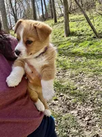 Lilly, a female Pembroke Welsh Corgi for sale in Rochester, MN – Photo 3 of 9