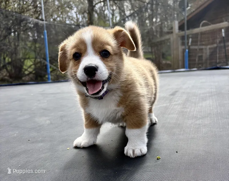Lilly – Pembroke Welsh Corgi puppy for sale in Rochester, MN