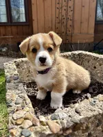 Lilly, a female Pembroke Welsh Corgi for sale in Rochester, MN – Photo 2 of 9