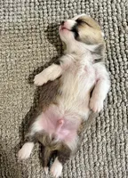 Lilly, a female Pembroke Welsh Corgi for sale in Rochester, MN – Photo 8 of 10