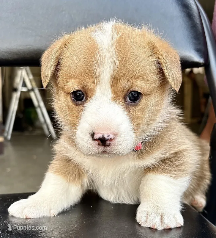 Lilly – Pembroke Welsh Corgi puppy for sale in Rochester, MN