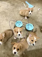 Lilly, a female Pembroke Welsh Corgi for sale in Rochester, MN – Photo 4 of 9