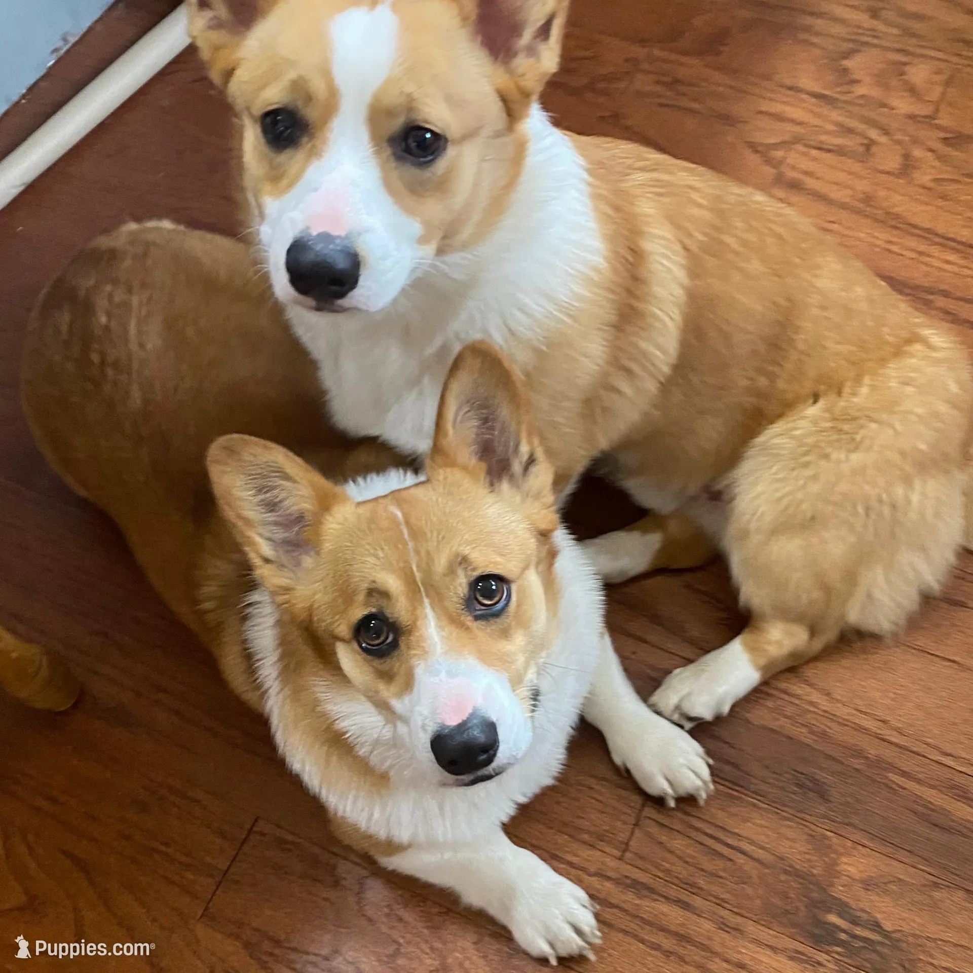 Lilly, a female Pembroke Welsh Corgi for sale in Rochester, MN – Photo 10 of 10