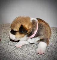 Lilly, a female Pembroke Welsh Corgi for sale in Rochester, MN – Photo 3 of 10