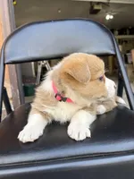 Lilly, a female Pembroke Welsh Corgi for sale in Rochester, MN – Photo 6 of 9