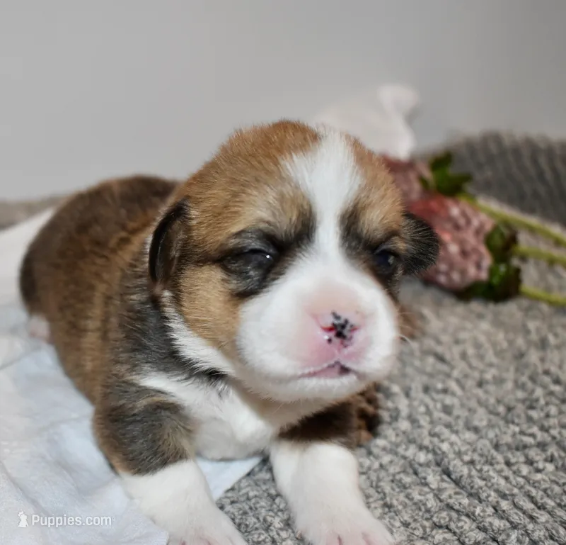 Lilly – Pembroke Welsh Corgi puppy for sale in Rochester, MN