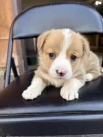 Lilly, a female Pembroke Welsh Corgi for sale in Rochester, MN – Photo 7 of 9