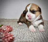 Lilly, a female Pembroke Welsh Corgi for sale in Rochester, MN – Photo 4 of 10