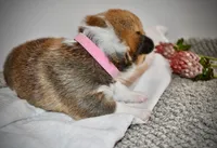 Lilly, a female Pembroke Welsh Corgi for sale in Rochester, MN – Photo 9 of 10