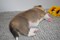 Sunny, a female Pembroke Welsh Corgi for sale in Rochester, MN – Photo 8 of 9