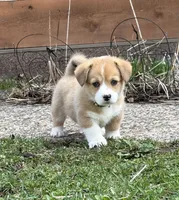 Sunny, a female Pembroke Welsh Corgi for sale in Rochester, MN – Photo 1 of 9
