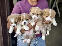 Sunny, a female Pembroke Welsh Corgi for sale in Rochester, MN – Photo 3 of 9