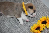 Sunny, a female Pembroke Welsh Corgi for sale in Rochester, MN – Photo 7 of 9