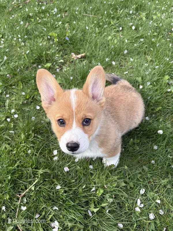Sunny - Purebred Corgi – Pembroke Welsh Corgi puppy for sale in Rochester, MN
