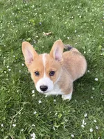 Sunny - Purebred Corgi, a female Pembroke Welsh Corgi for sale in Rochester, MN – 1 of 10
