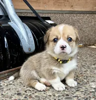 Sunny, a female Pembroke Welsh Corgi for sale in Rochester, MN – Photo 2 of 9