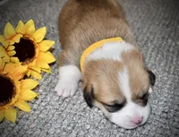 Sunny, a female Pembroke Welsh Corgi for sale in Rochester, MN – Photo 3 of 9