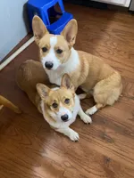 Sunny, a female Pembroke Welsh Corgi for sale in Rochester, MN – Photo 9 of 9