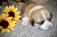 Sunny, a female Pembroke Welsh Corgi for sale in Rochester, MN – Photo 2 of 9