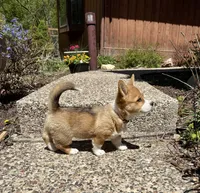 Lilly - Corgi purebred, a female Pembroke Welsh Corgi for sale in Rochester, MN – 2 of 4