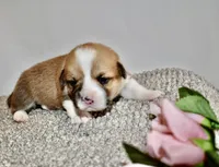 Christin, a female Pembroke Welsh Corgi for sale in Rochester, MN – Photo 7 of 9