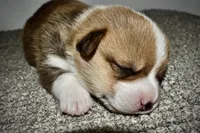 Christin, a female Pembroke Welsh Corgi for sale in Rochester, MN – Photo 8 of 9