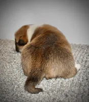 Christin, a female Pembroke Welsh Corgi for sale in Rochester, MN – Photo 3 of 9