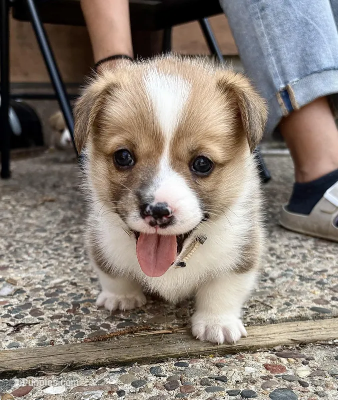 Christin – Pembroke Welsh Corgi puppy for sale in Rochester, MN