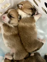 Christin, a female Pembroke Welsh Corgi for sale in Rochester, MN – Photo 2 of 9