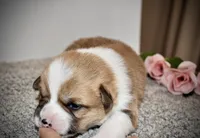 Christin, a female Pembroke Welsh Corgi for sale in Rochester, MN – Photo 5 of 9