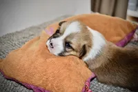 Christin, a female Pembroke Welsh Corgi for sale in Rochester, MN – Photo 1 of 9