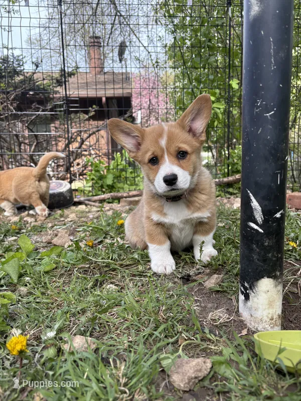 Lilly - Corgi purebred – Pembroke Welsh Corgi puppy for sale in Rochester, MN