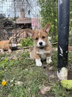 Lilly - Corgi purebred, a female Pembroke Welsh Corgi for sale in Rochester, MN – 1 of 4