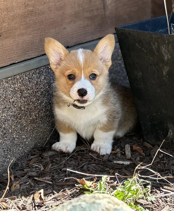 Bruno – Pembroke Welsh Corgi puppy for sale in Rochester, MN