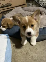 Bruno, a male Pembroke Welsh Corgi for sale in Rochester, MN – Photo 2 of 7