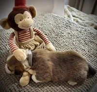 Bruno, a male Pembroke Welsh Corgi for sale in Rochester, MN – Photo 2 of 8