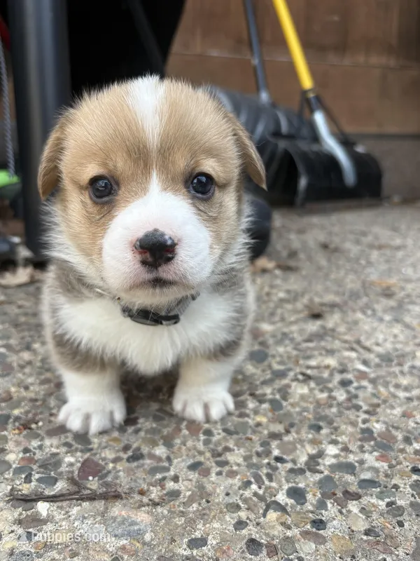 Bruno – Pembroke Welsh Corgi puppy for sale in Rochester, MN