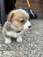 Bruno, a male Pembroke Welsh Corgi for sale in Rochester, MN – Photo 5 of 7