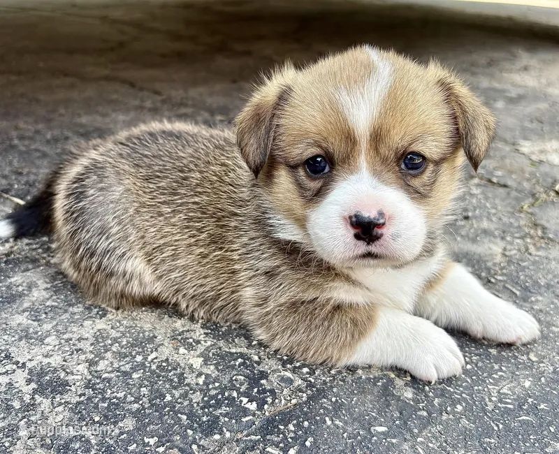 Junior – Cardigan Welsh Corgi, Pembroke Welsh Corgi puppy for sale in Rochester, MN