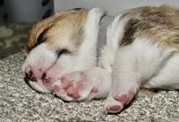 Junior, a male Pembroke Welsh Corgi for sale in Rochester, MN – Photo 6 of 8