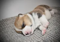 Junior, a male Pembroke Welsh Corgi for sale in Rochester, MN – Photo 3 of 8