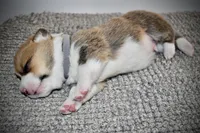 Junior, a male Pembroke Welsh Corgi for sale in Rochester, MN – Photo 5 of 8