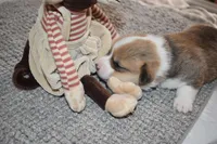 Junior, a male Pembroke Welsh Corgi for sale in Rochester, MN – Photo 7 of 8