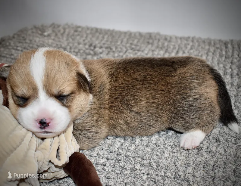 Junior – Pembroke Welsh Corgi puppy for sale in Rochester, MN